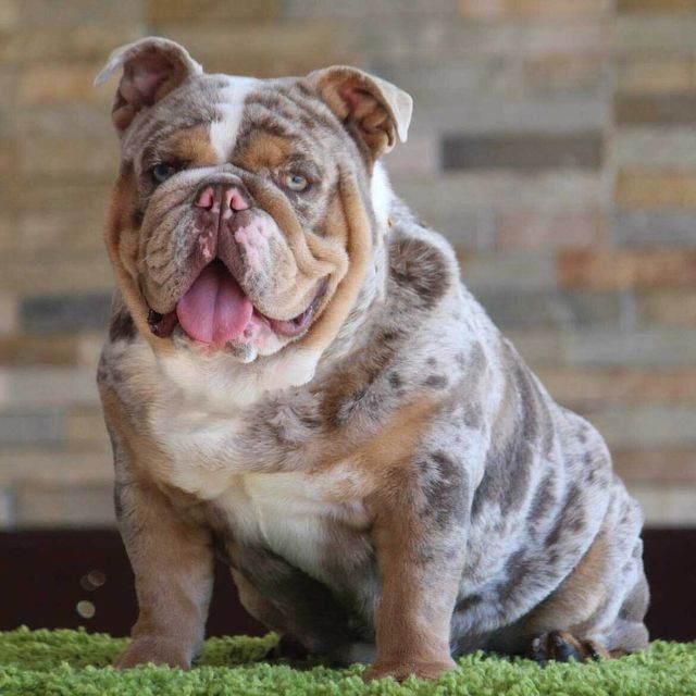 Bulldog ingles hot sale lilac merle